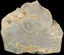 Cruziana (Fossil Trilobite Trackway) - Morocco #49203-1